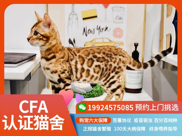 孟加拉豹猫