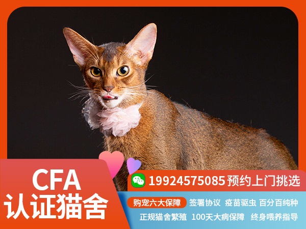 阿比西尼亚猫