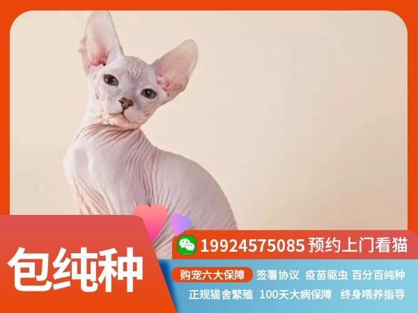 斯芬克斯无毛猫